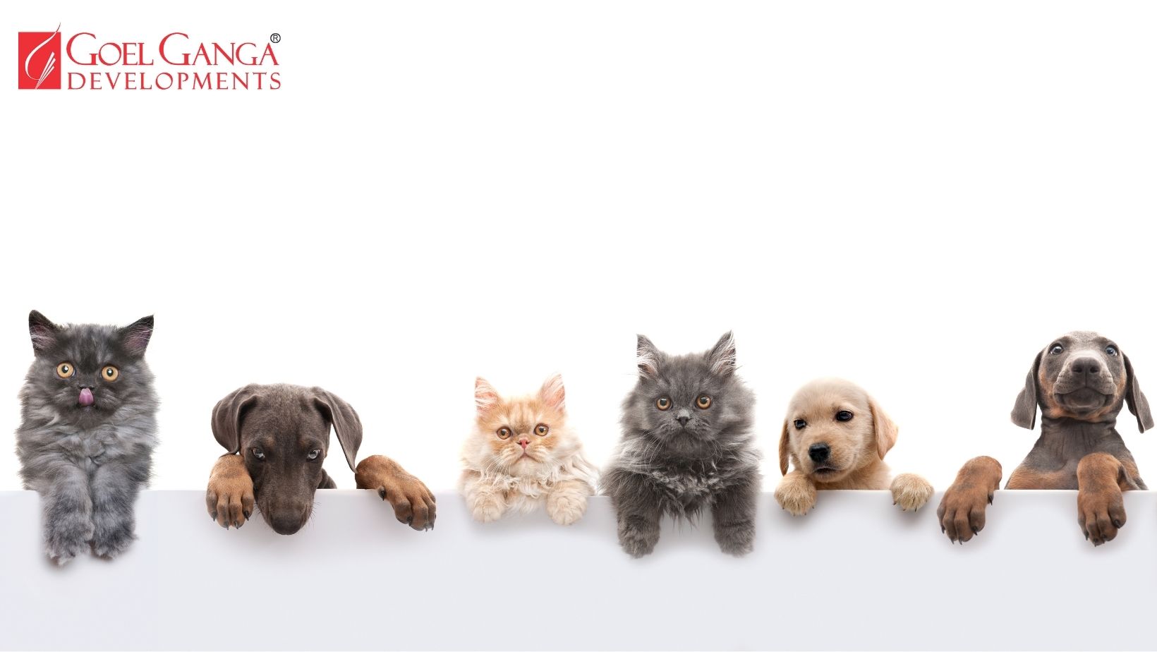 Pet-Friendly Homes: The Future of Urban Living in India